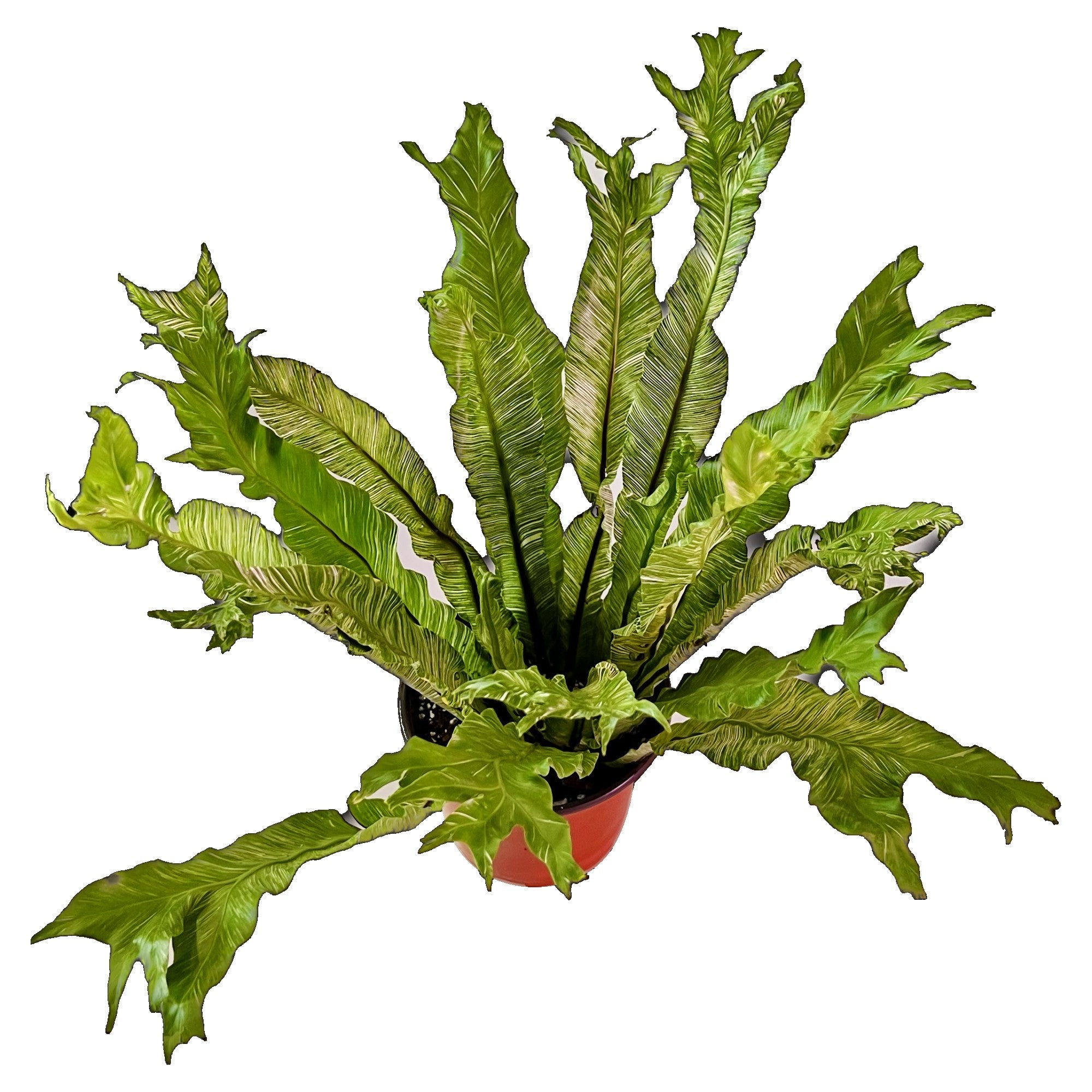 Variegated Birds Nest Fern in 6" pot
