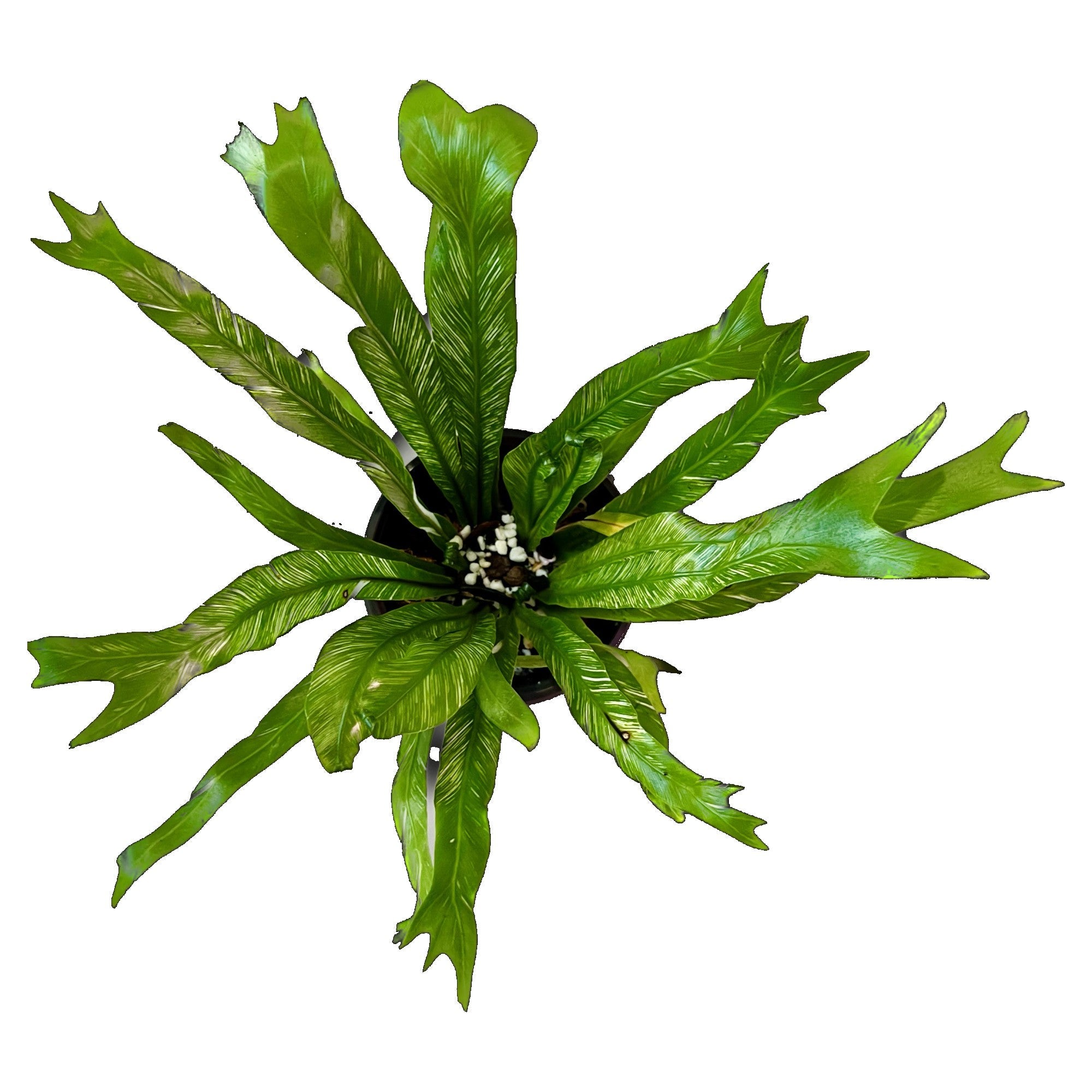 Variegated Birds Nest Fern in 4" pot