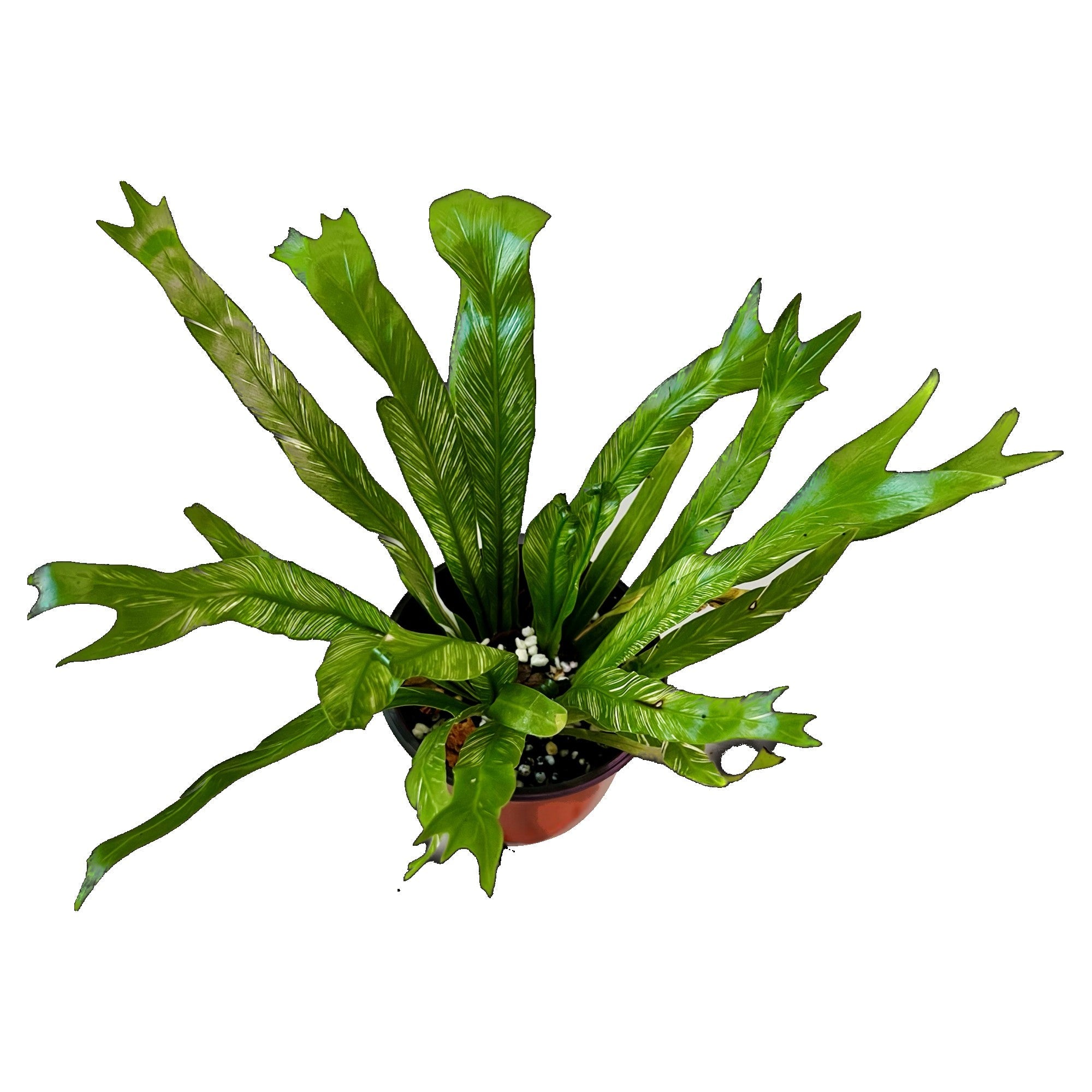 Variegated Birds Nest Fern in 4" pot