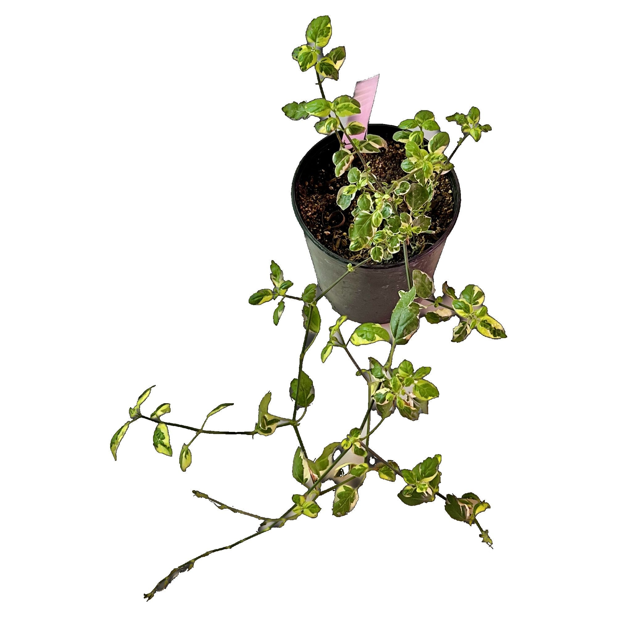 Variegated Chinese Violet - Extra Large