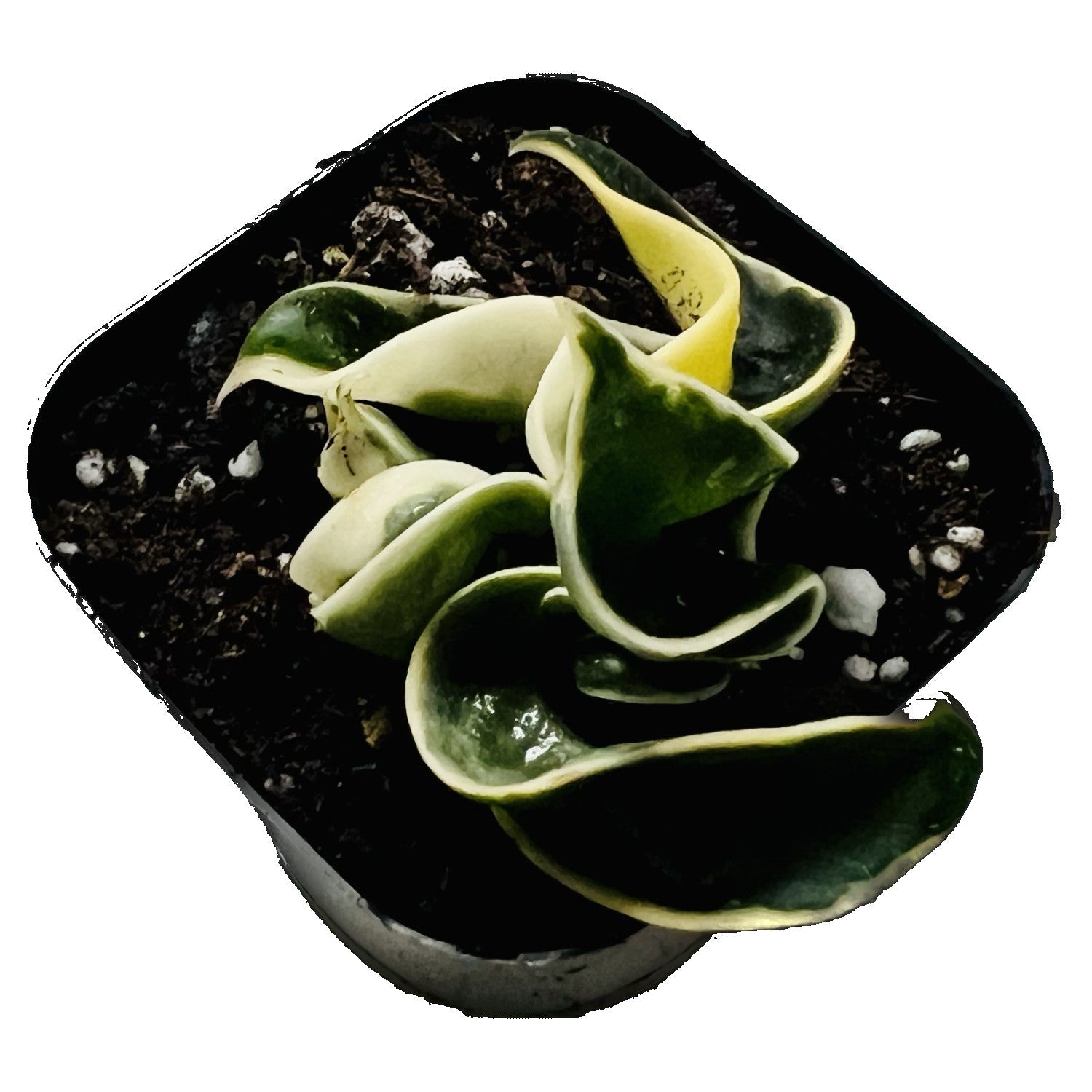 Variegated Hindu Rope in 2" pot