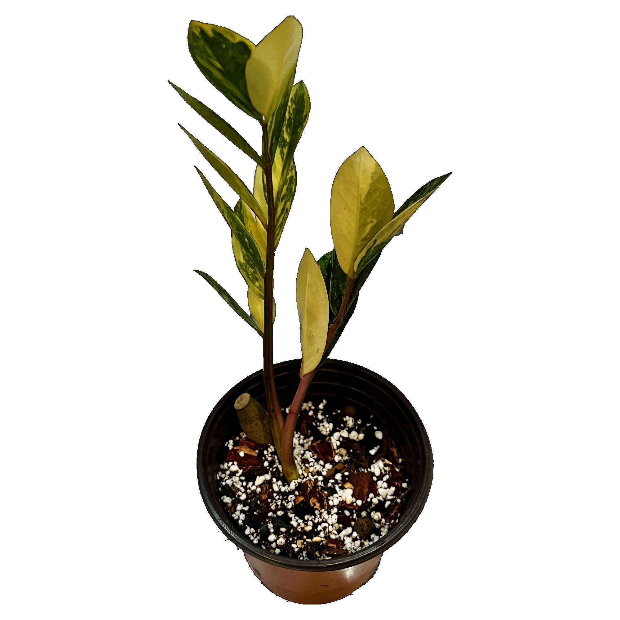 ZZ Plant Variegated in 1/2 Gallon pot
