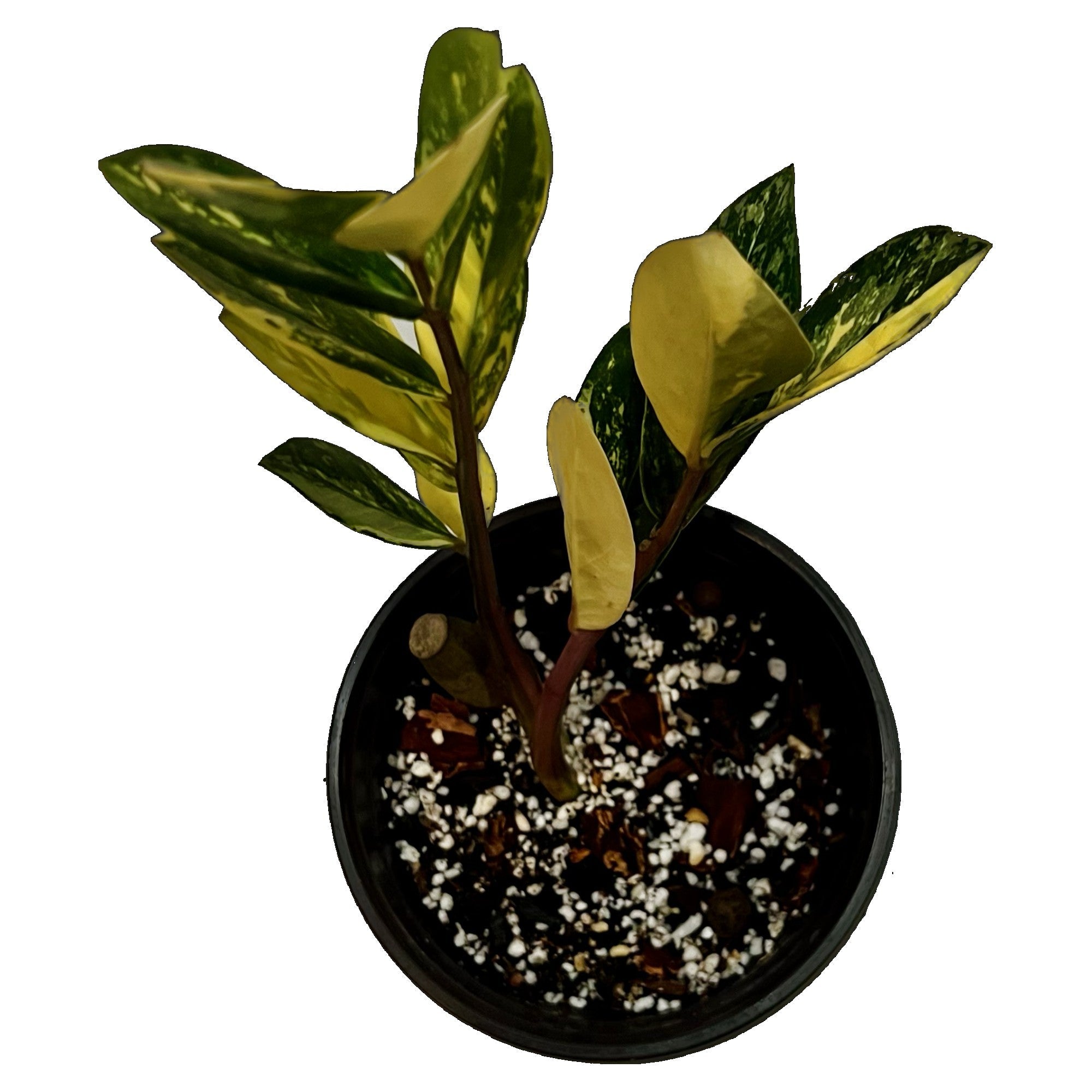 ZZ Plant Variegated in 1/2 Gallon pot