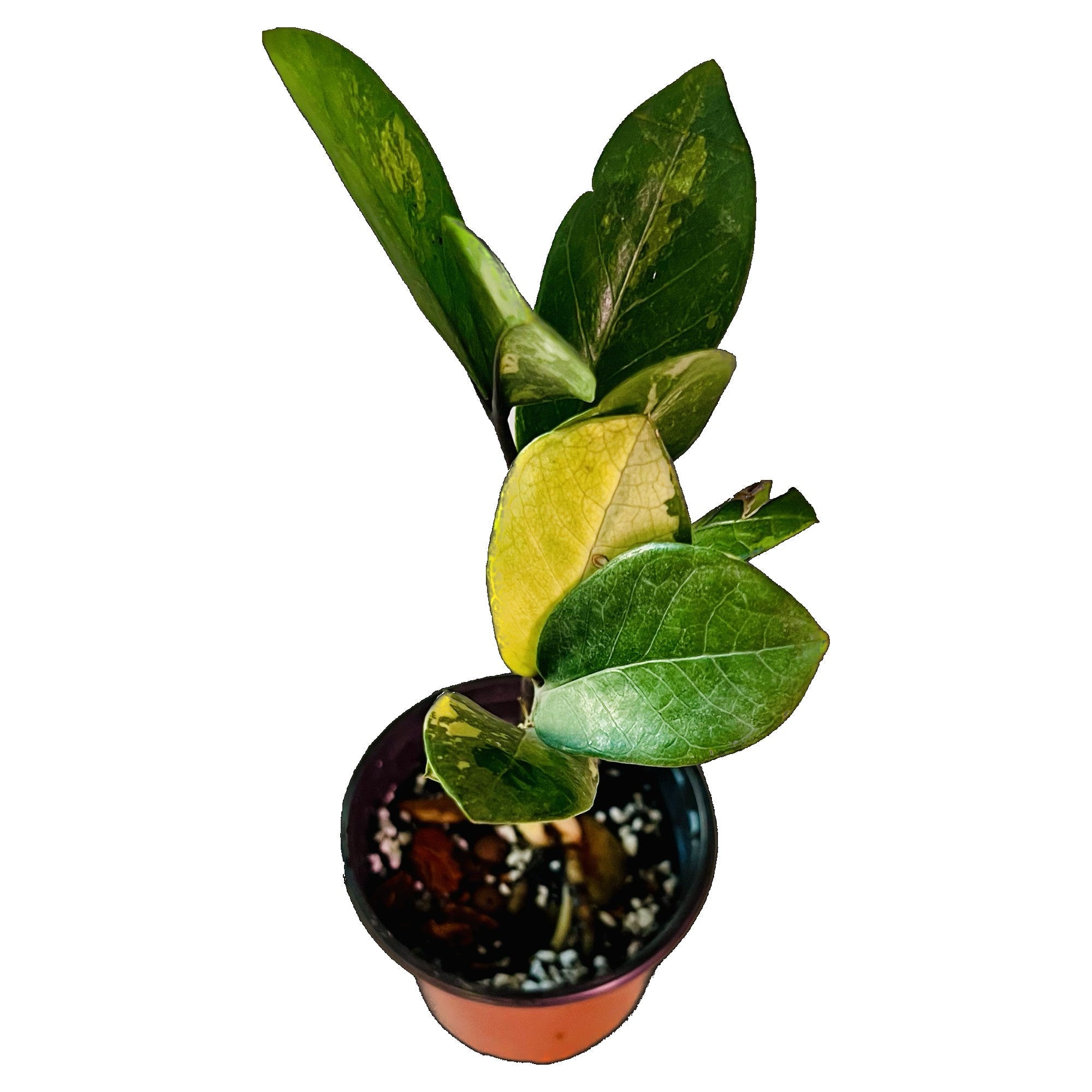 ZZ Plant Variegated in 4" pot