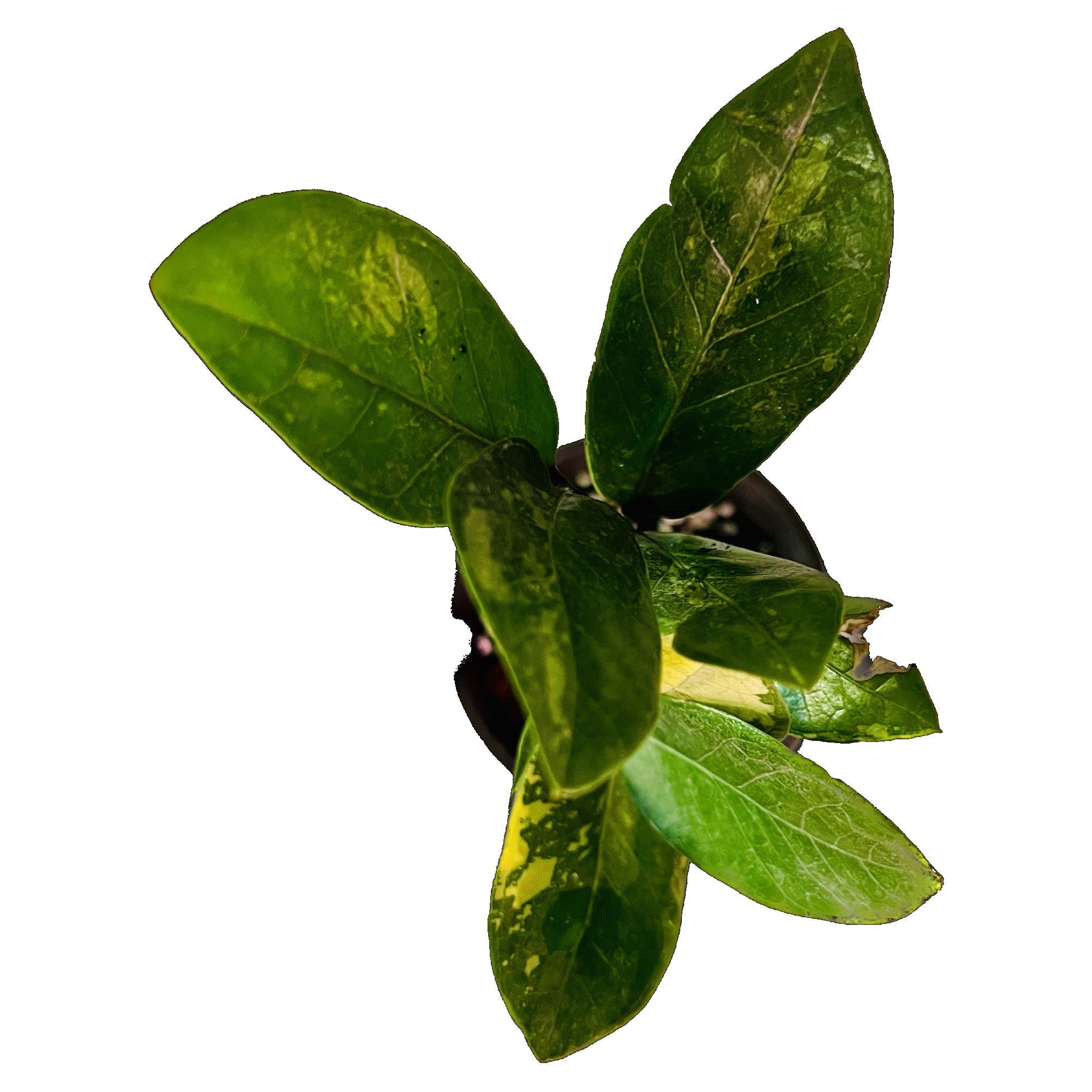ZZ Plant Variegated in 4" pot