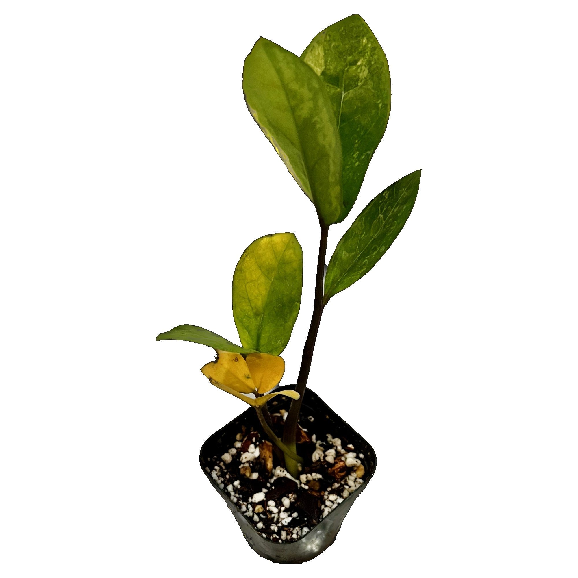 ZZ Plant Variegated in 2" pot