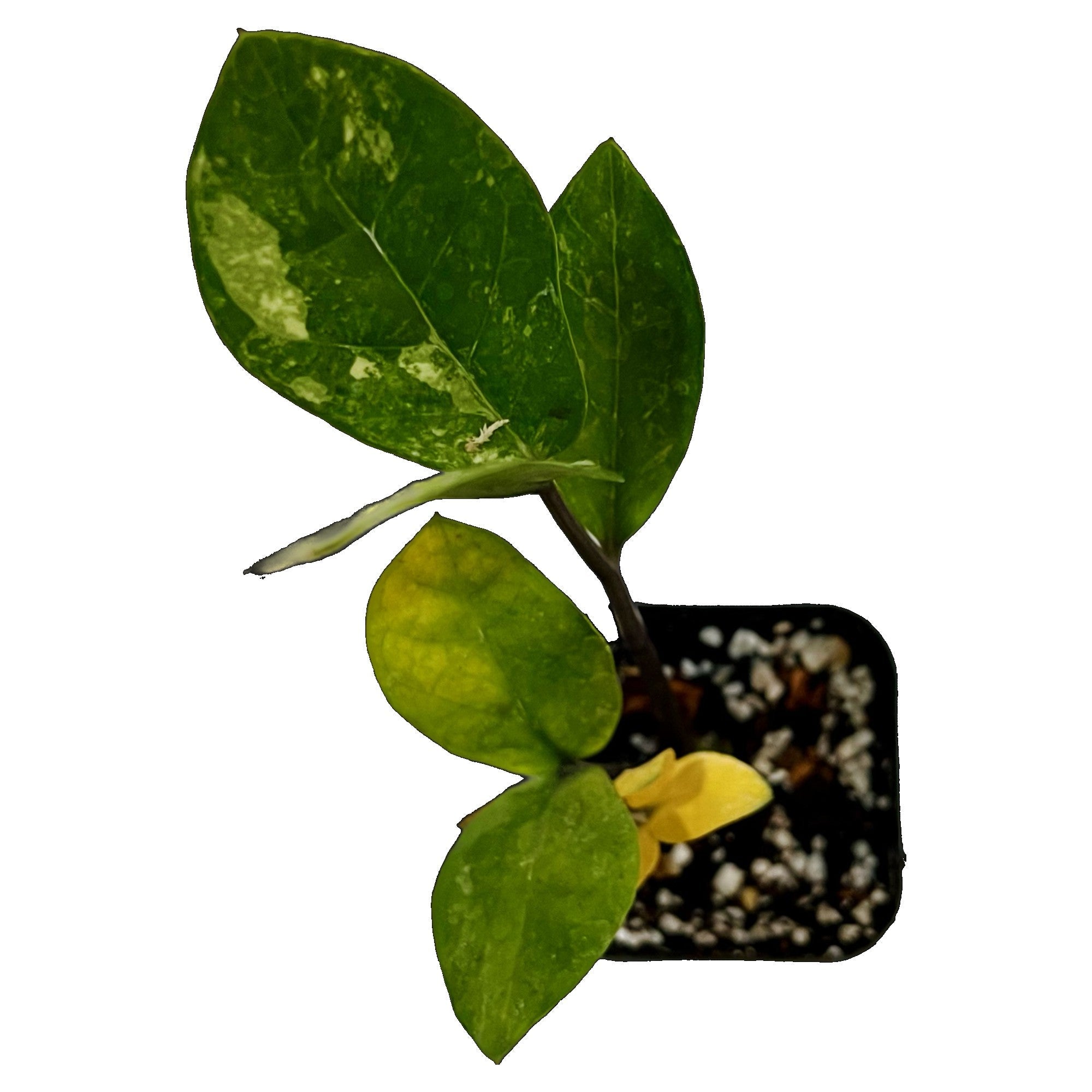 ZZ Plant Variegated in 2" pot