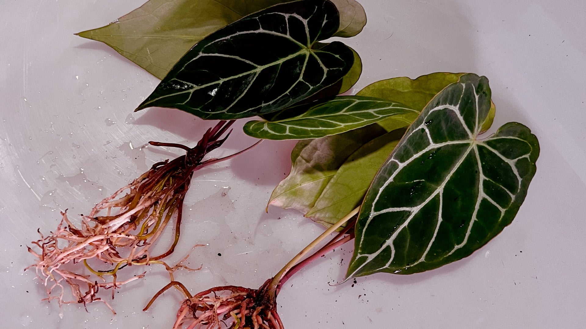 anthurium pictures Pistache Green & Pink Anthurium main image 0