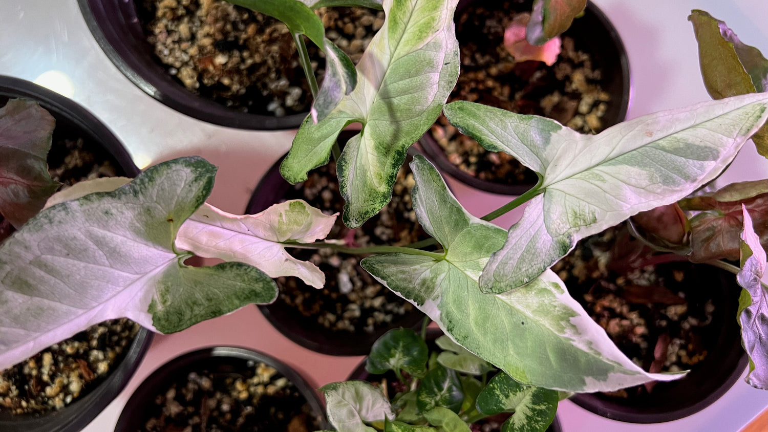 Care Tips for a Thriving Syngonium Starlite - PlantyTown