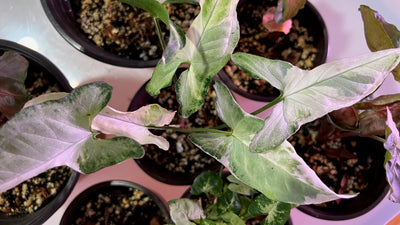 Care Tips for a Thriving Syngonium Starlite
