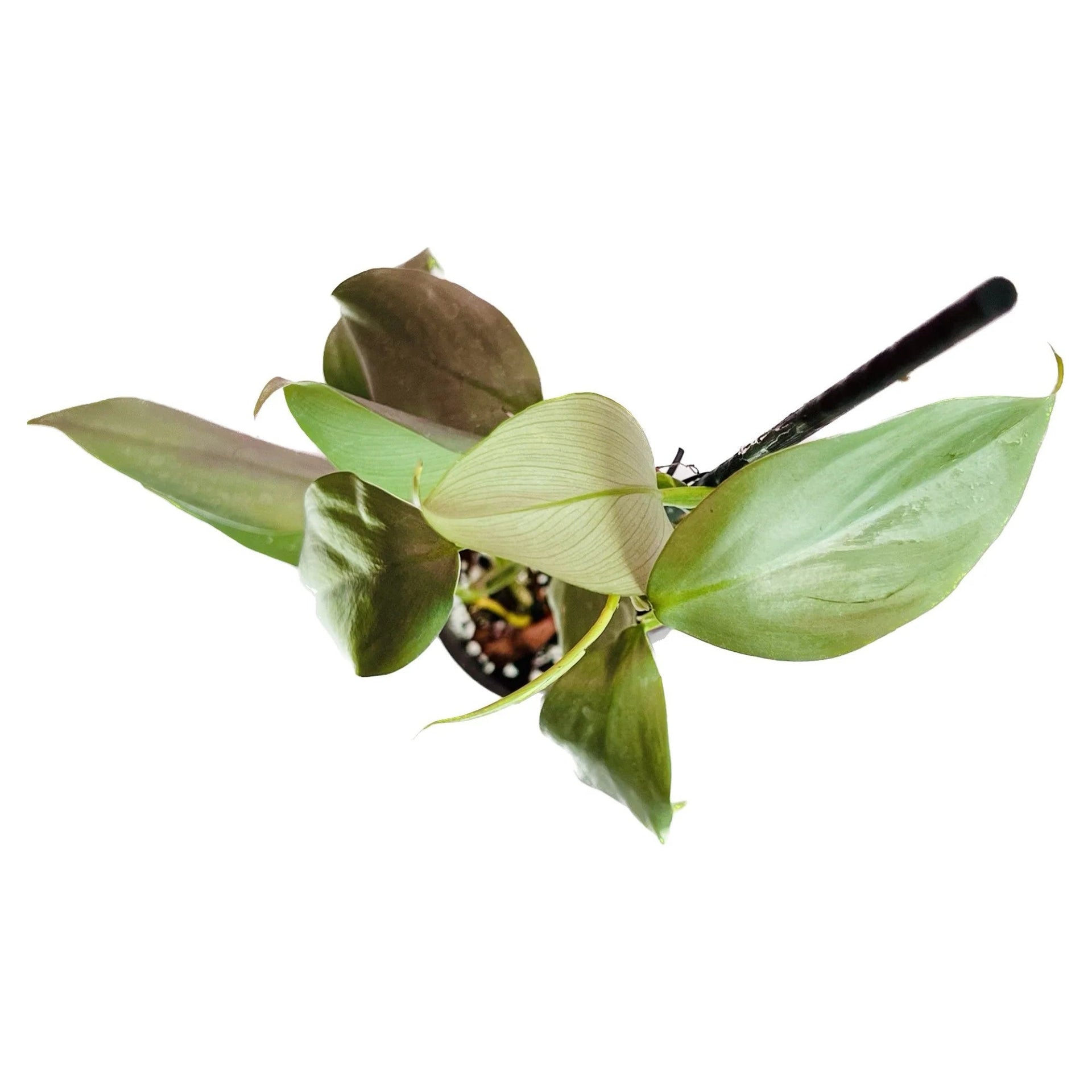 Caring for your Philodendron Silver Sword Plant  PlantyTown
