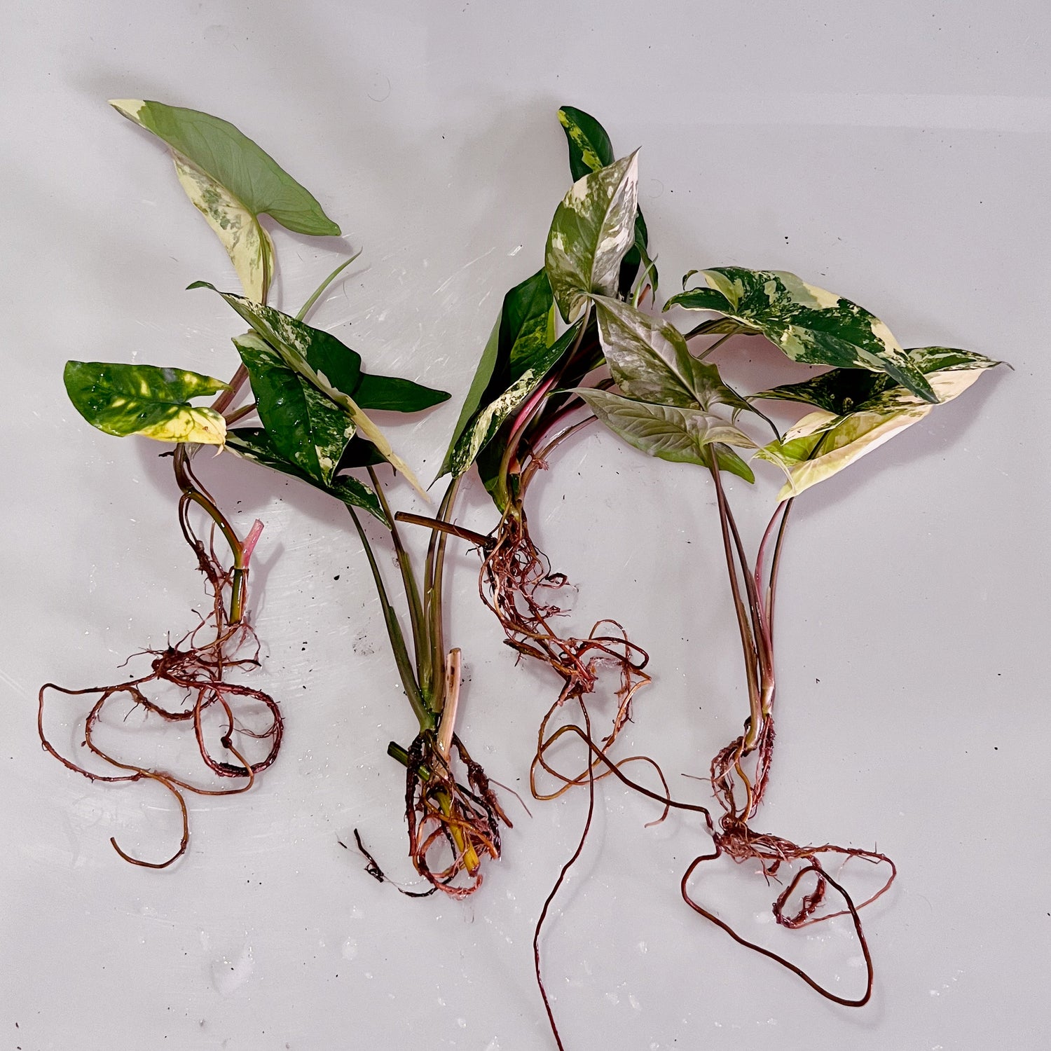 Caring for your Syngonium Aurea - PlantyTown