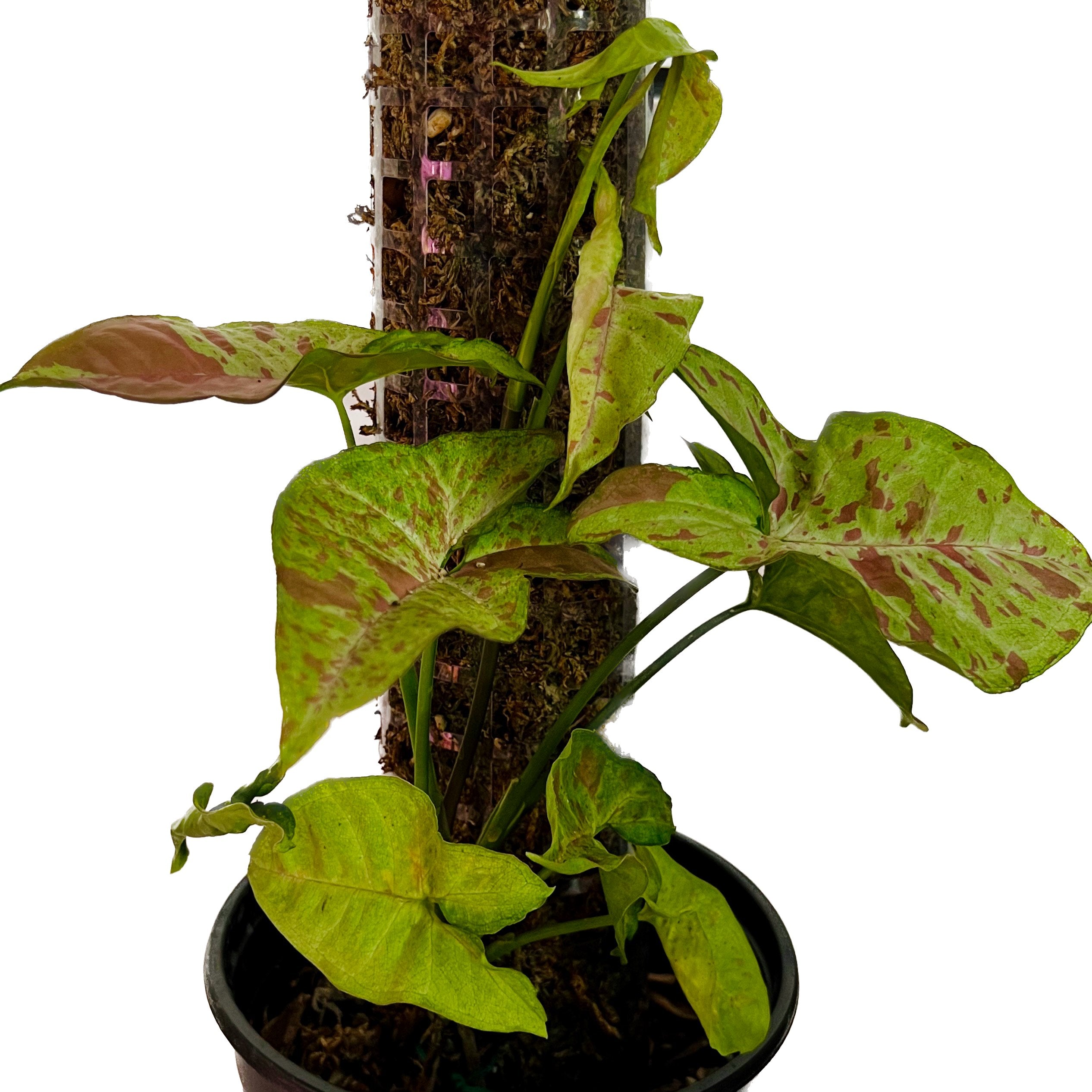 Sphagnum Moss Poles for Beginners - PlantyTown