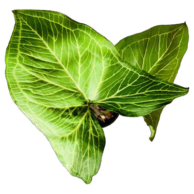 Cultiva un floreciente Syngonium Batik