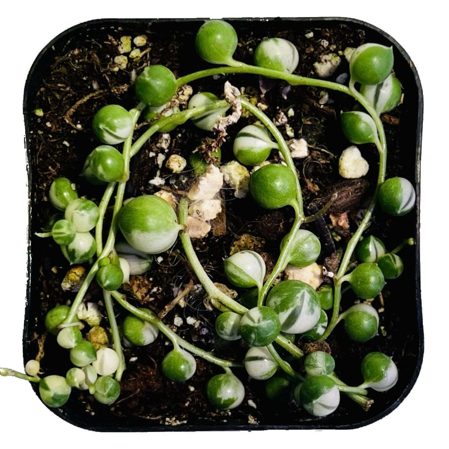 Grow a Flourishing Variegated String Of Pearls - PlantyTown