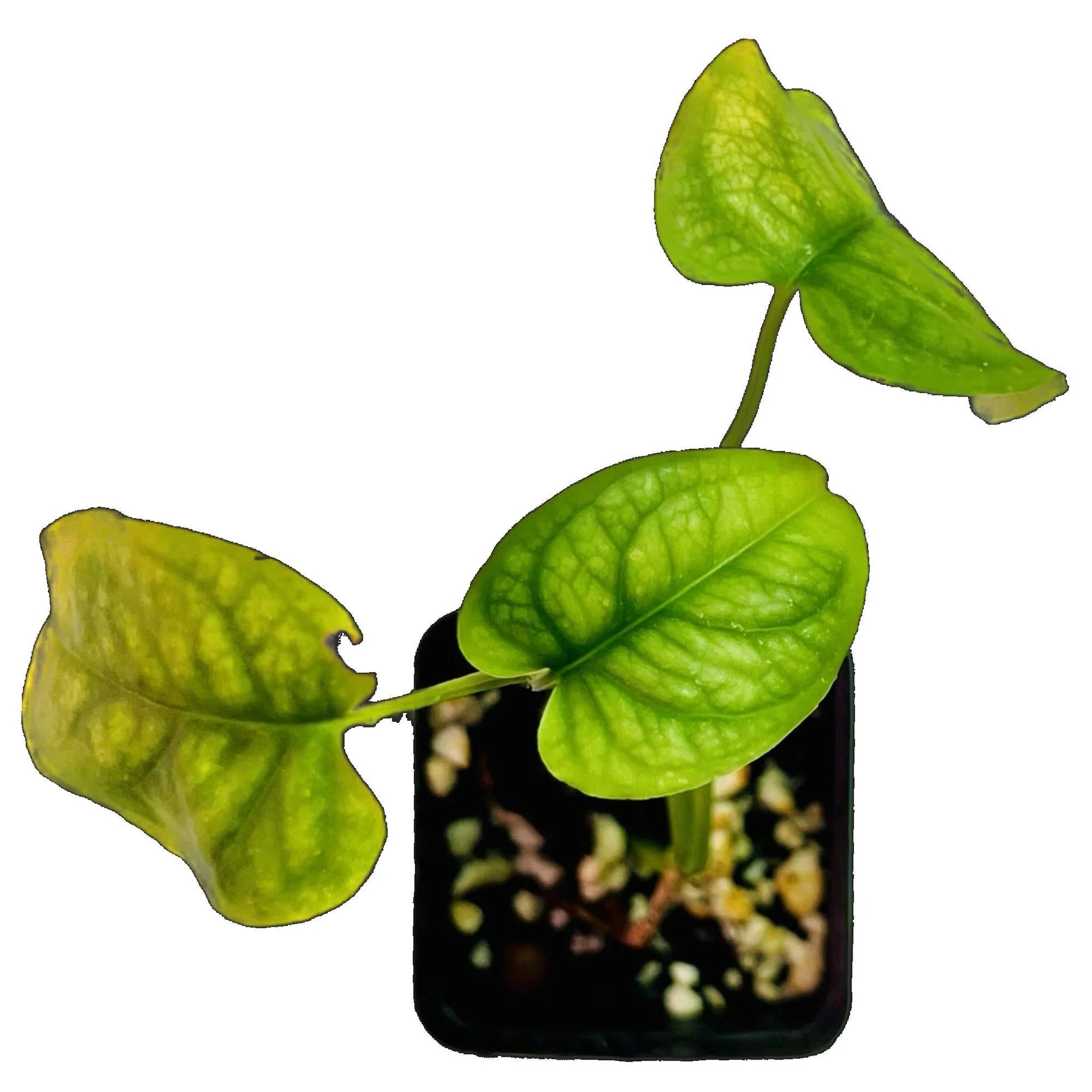 Grow a Thriving Monstera Siltepecana  PlantyTown