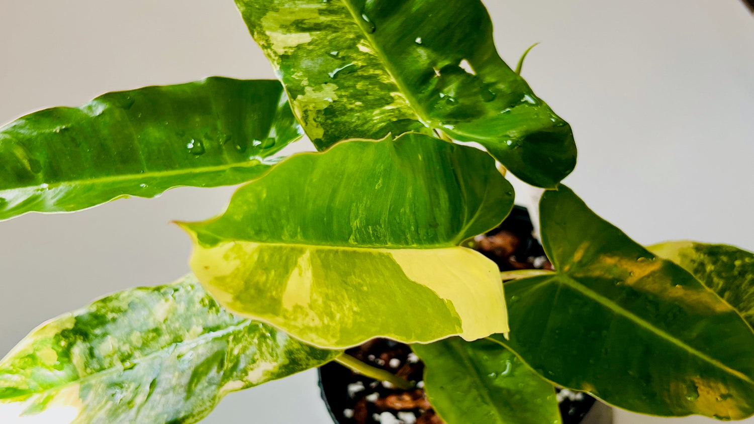 Philodendron Burle Marx Variegated Care - PlantyTown