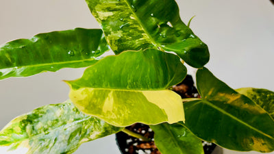 Philodendron Burle Marx Variegated Care
