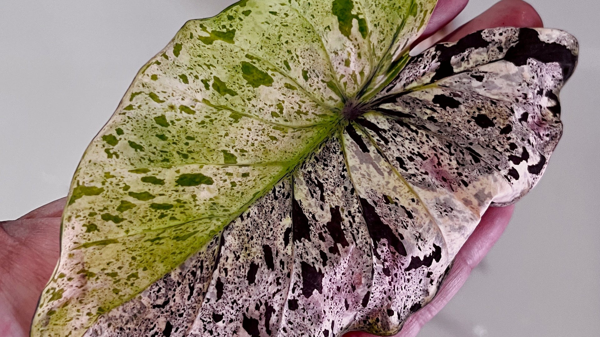 How to Care For a Colocasia Esculenta Mojito  PlantyTown