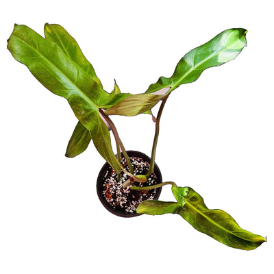 How to Grow a Thriving Philodendron Mexicanum