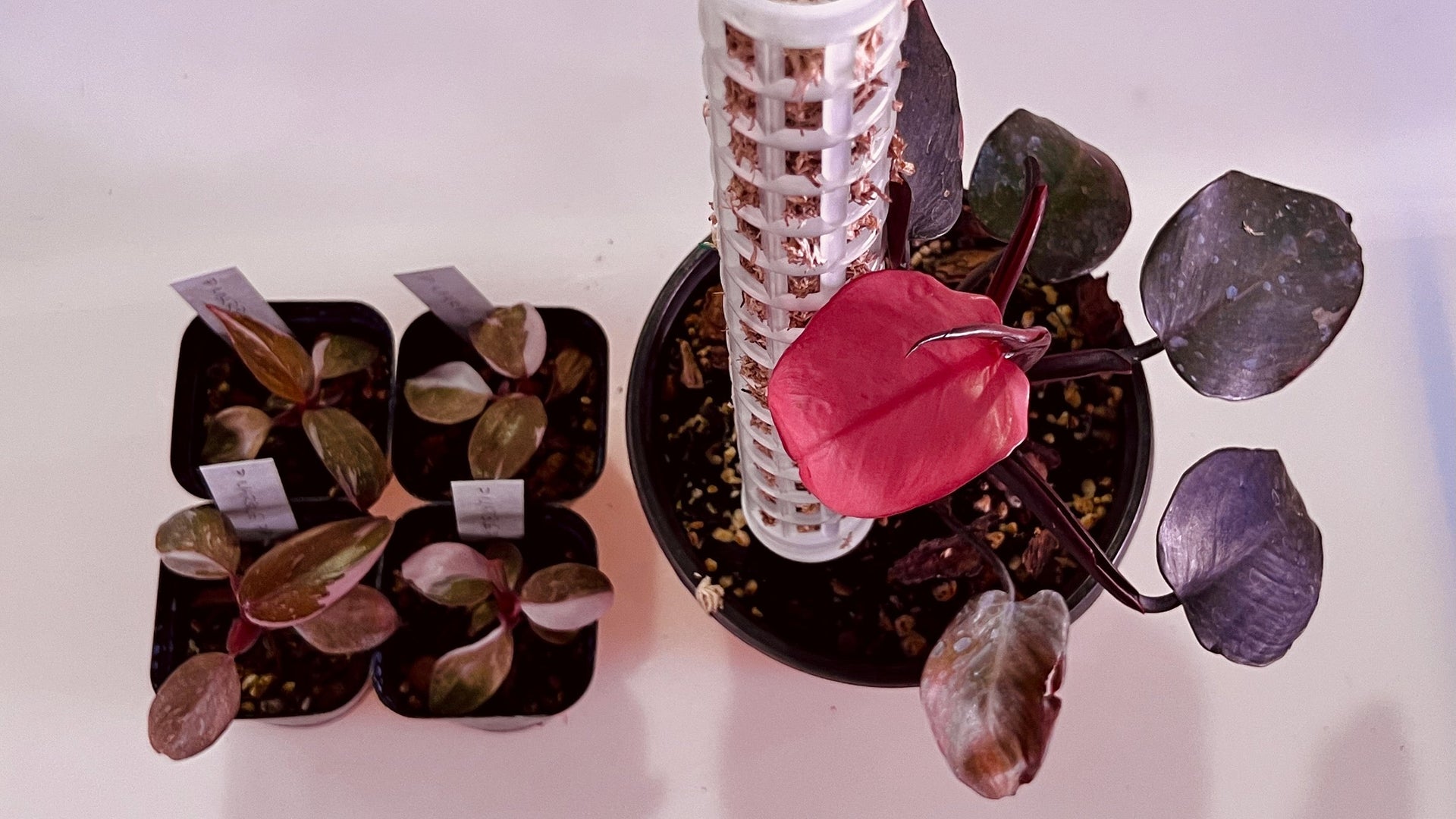 birkin pink philodendron Philodendron birkin 'Pink' main image 0