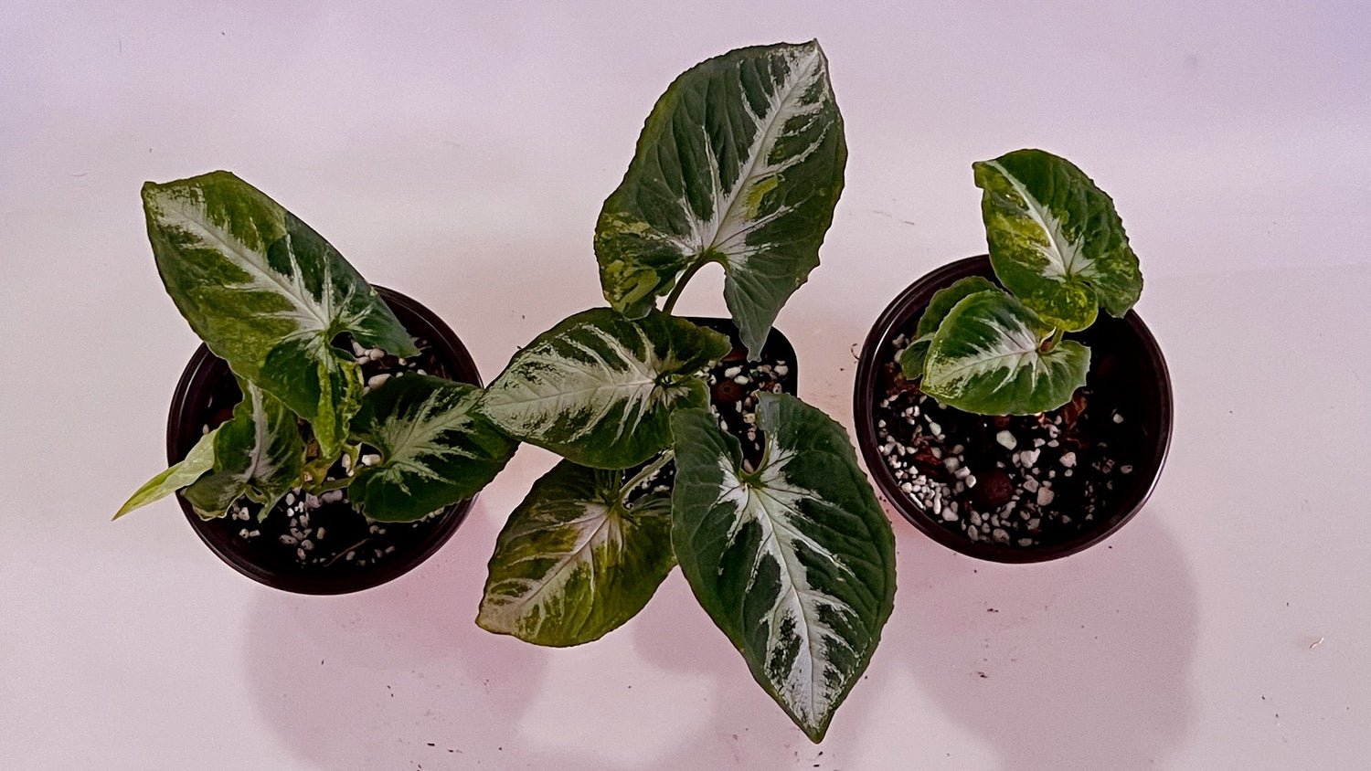 How to Not Kill Your Syngonium Scrambled Eggs - PlantyTown