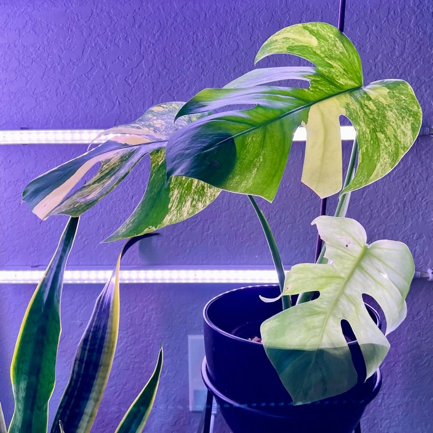 Monstera Dilacerata Burle Marx Flame - Medium – PlantyTown