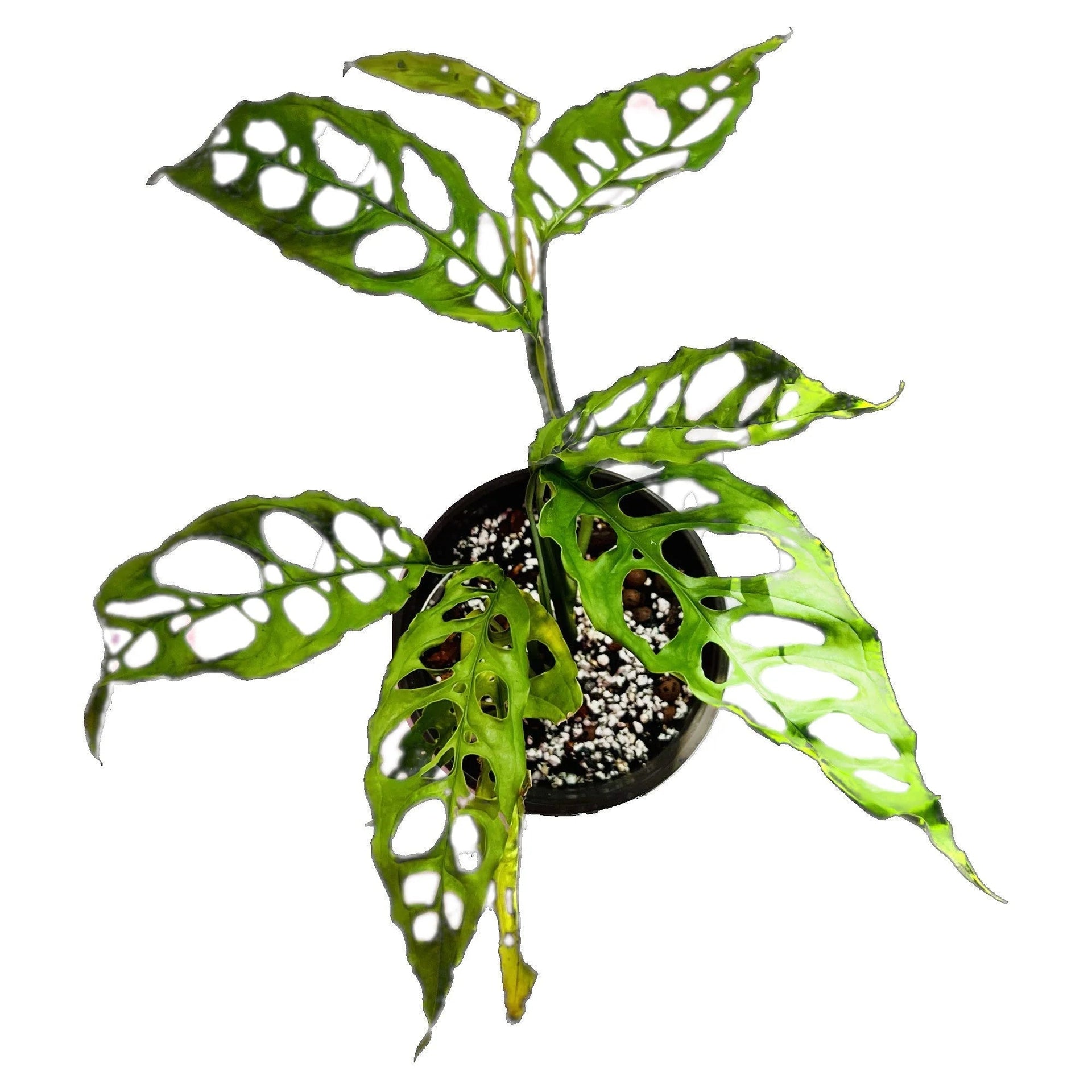 Monstera Obliqua Peru Care Tips  PlantyTown