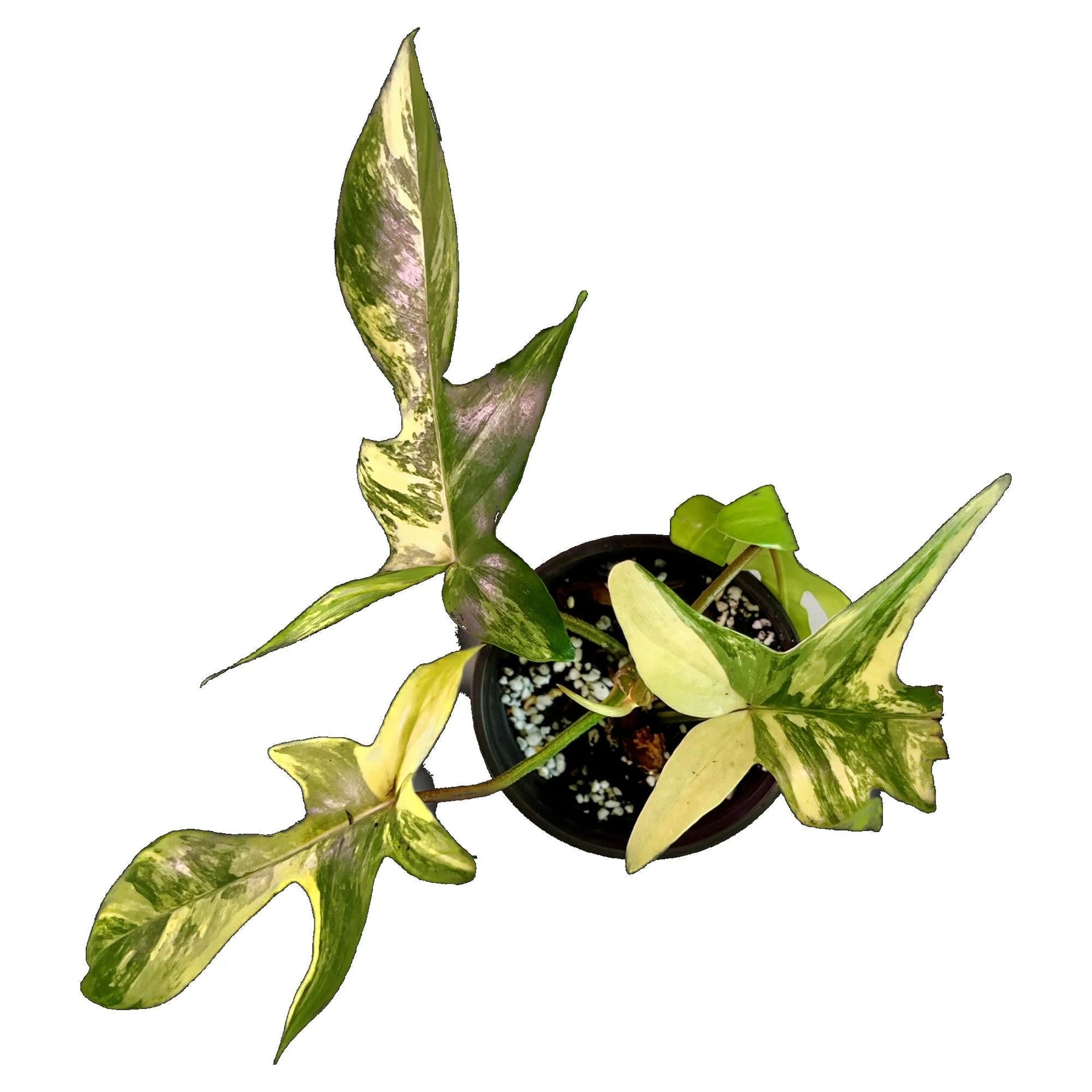 Philodendron Florida Beauty Growers Guide  PlantyTown