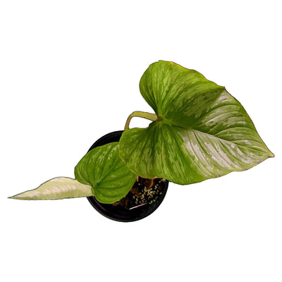 Philodendron Mamei Care Guide