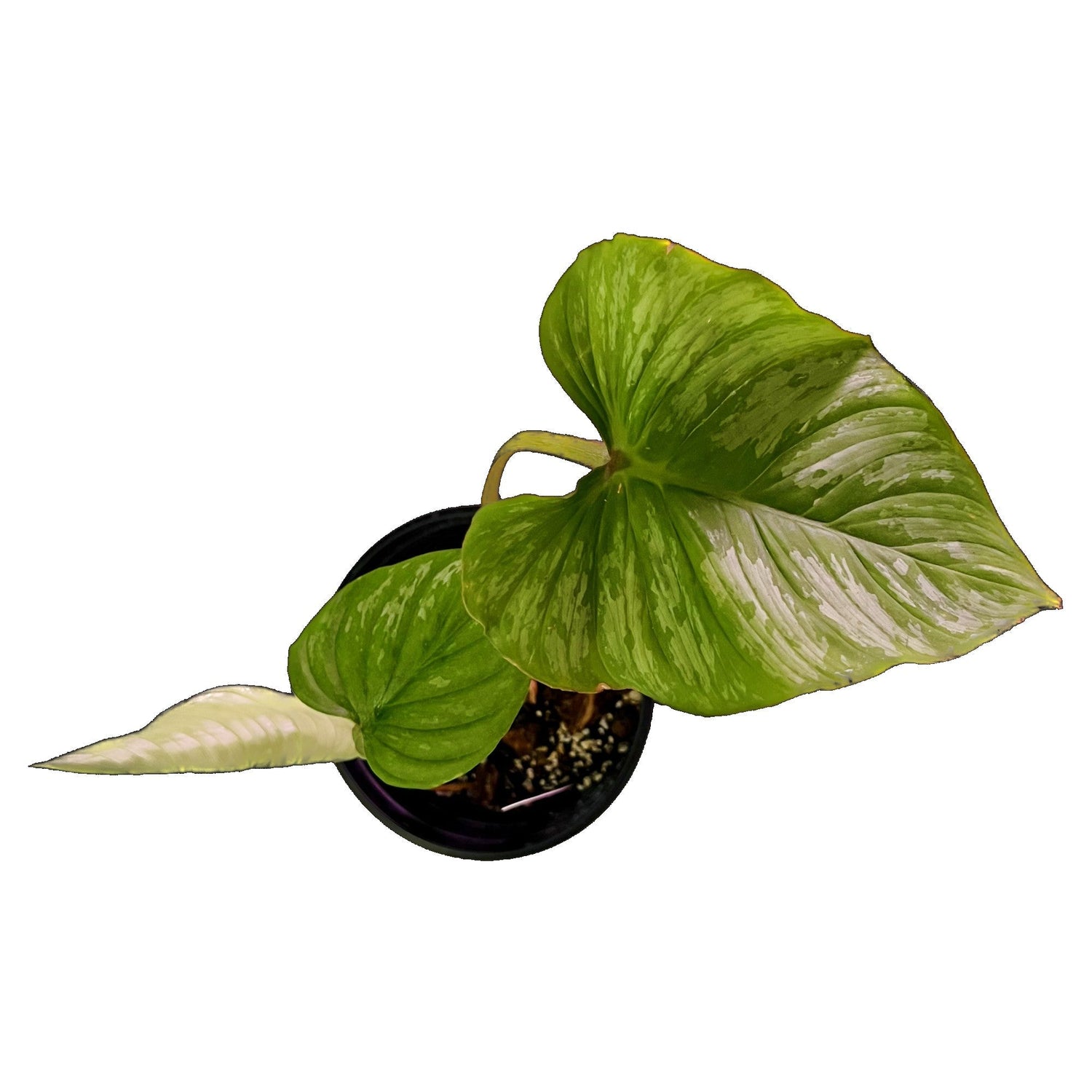 Philodendron Mamei Care Guide - PlantyTown
