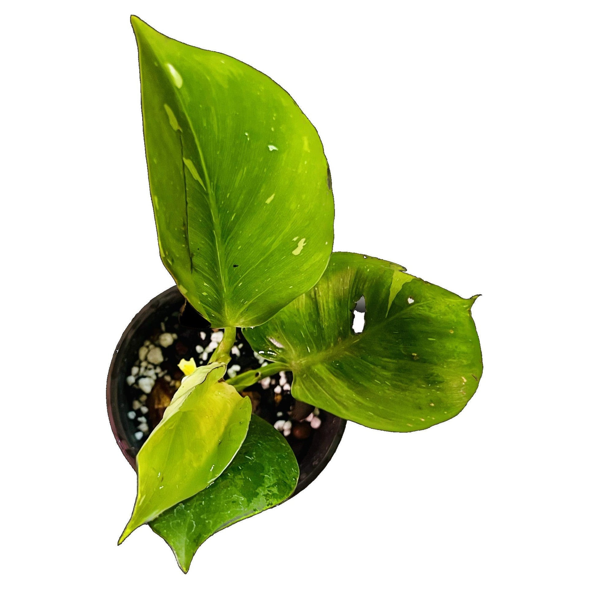 string of hearts plant 'Variegated String of Hearts' Goddess Arrangement main image 1