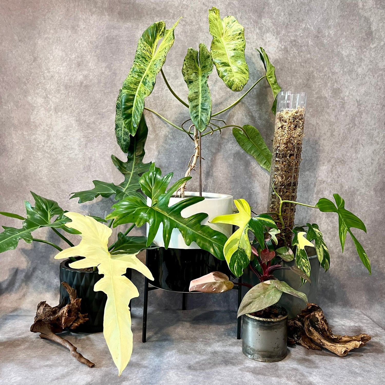 Philodendrons like this lynamii, come in a shape and size suitable for any collection