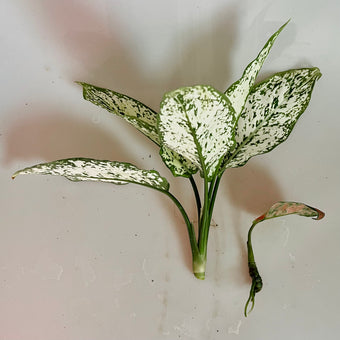 fresh Aglaonema Snow White top cutting, next to a smaller rooted Aglaonema Kochin Pink cutting