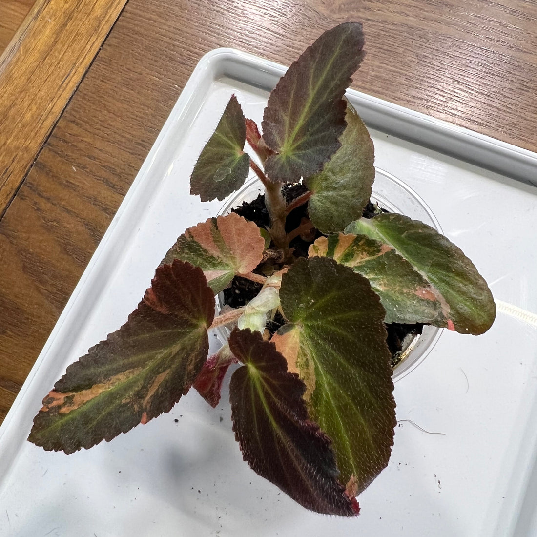 “Linda” the Begonia Withlacoochee