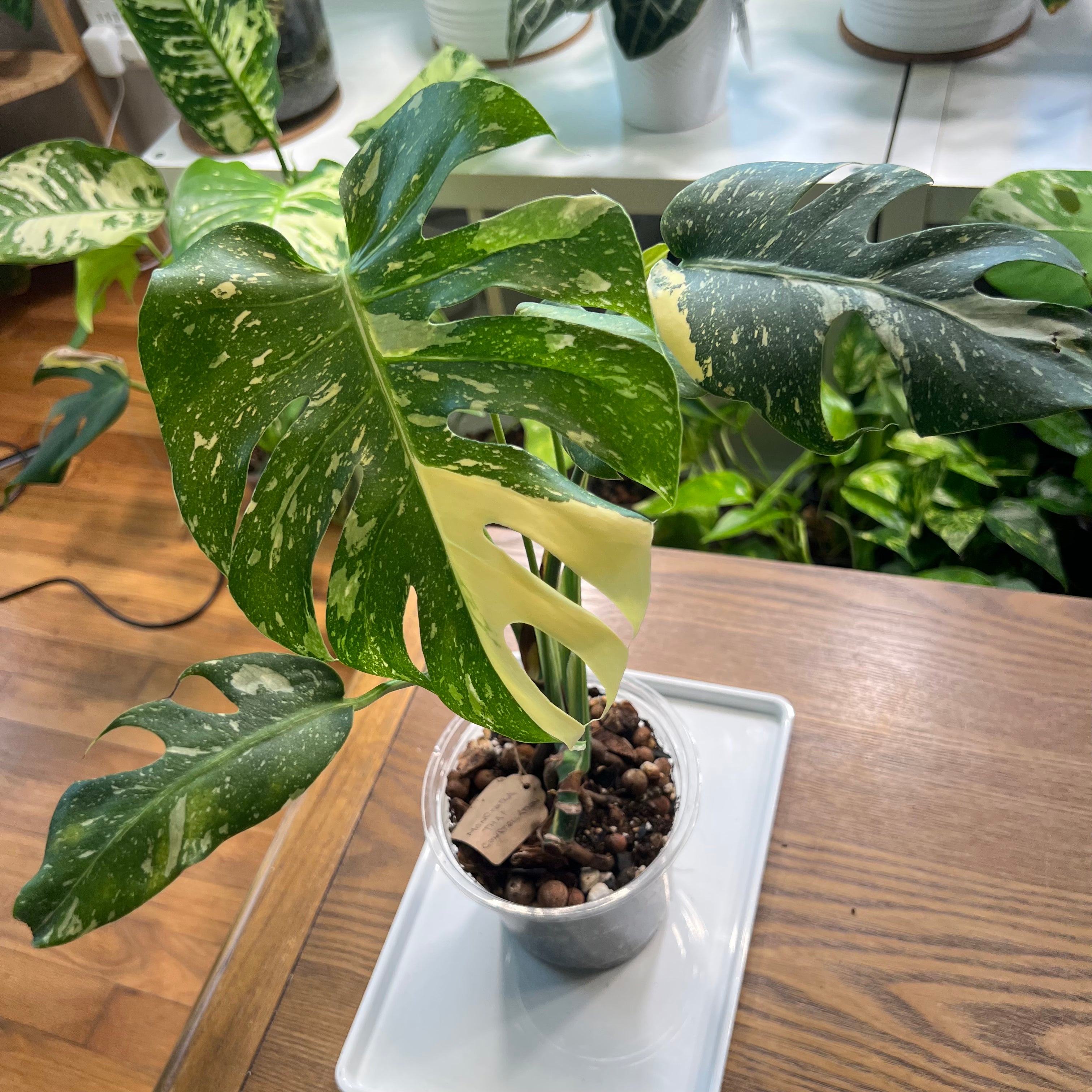 “Goliath” the Monstera Thai Con