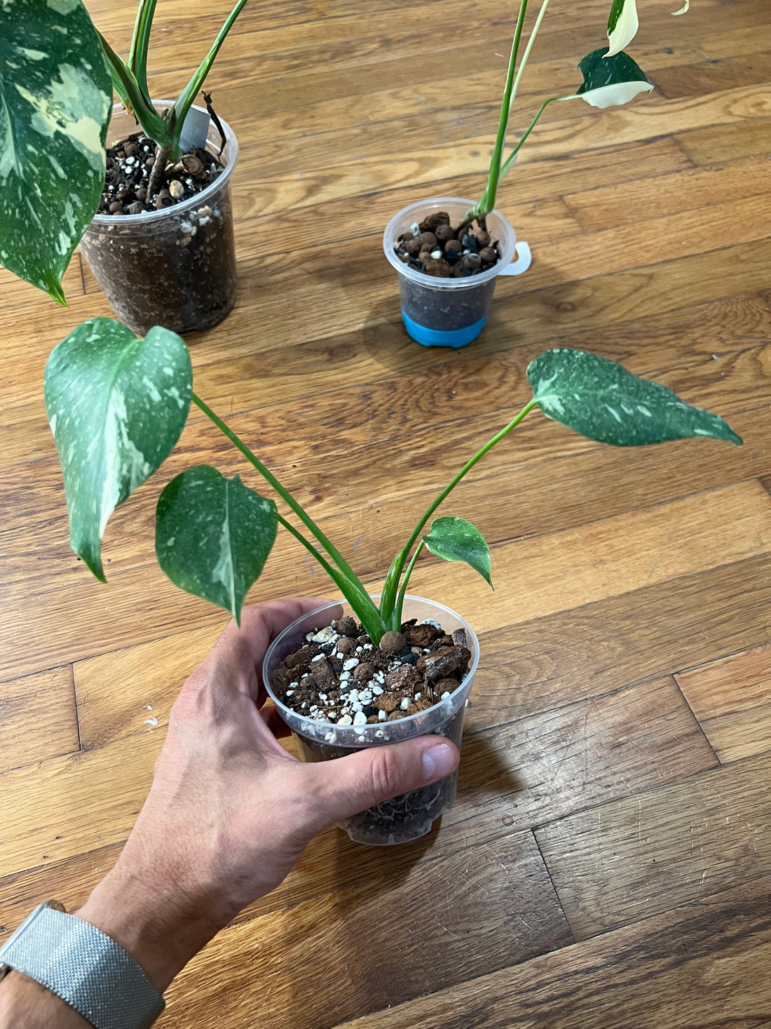 Monstera Thai Constellation - Actual Plants