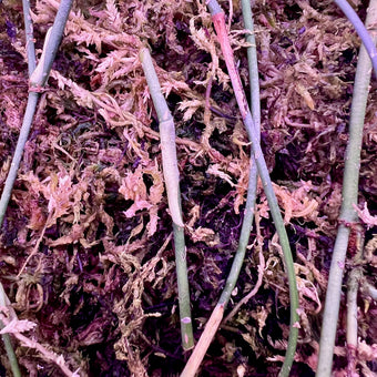 Obliqua Peru runners can be harvested into one or two node cuttings and rooted in sphagnum moss 