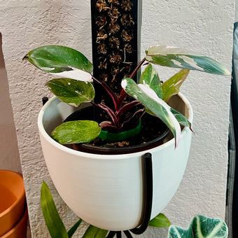 Philodendron Anderson enjoys bright indirect sun and will grow up a moss pole if given the opportunity