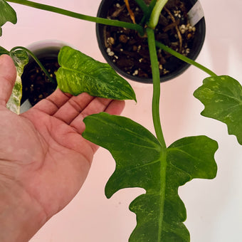 Philodendron Golden Dragon leaves gain dog ears and serrations as they mature