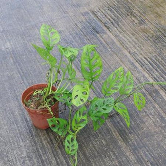 Monstera Obliqua Peru in pot. Photo Credit: NParks Flora & Fauna Web