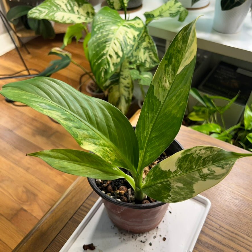 “Benny” the Dieffenbachia Big Ben