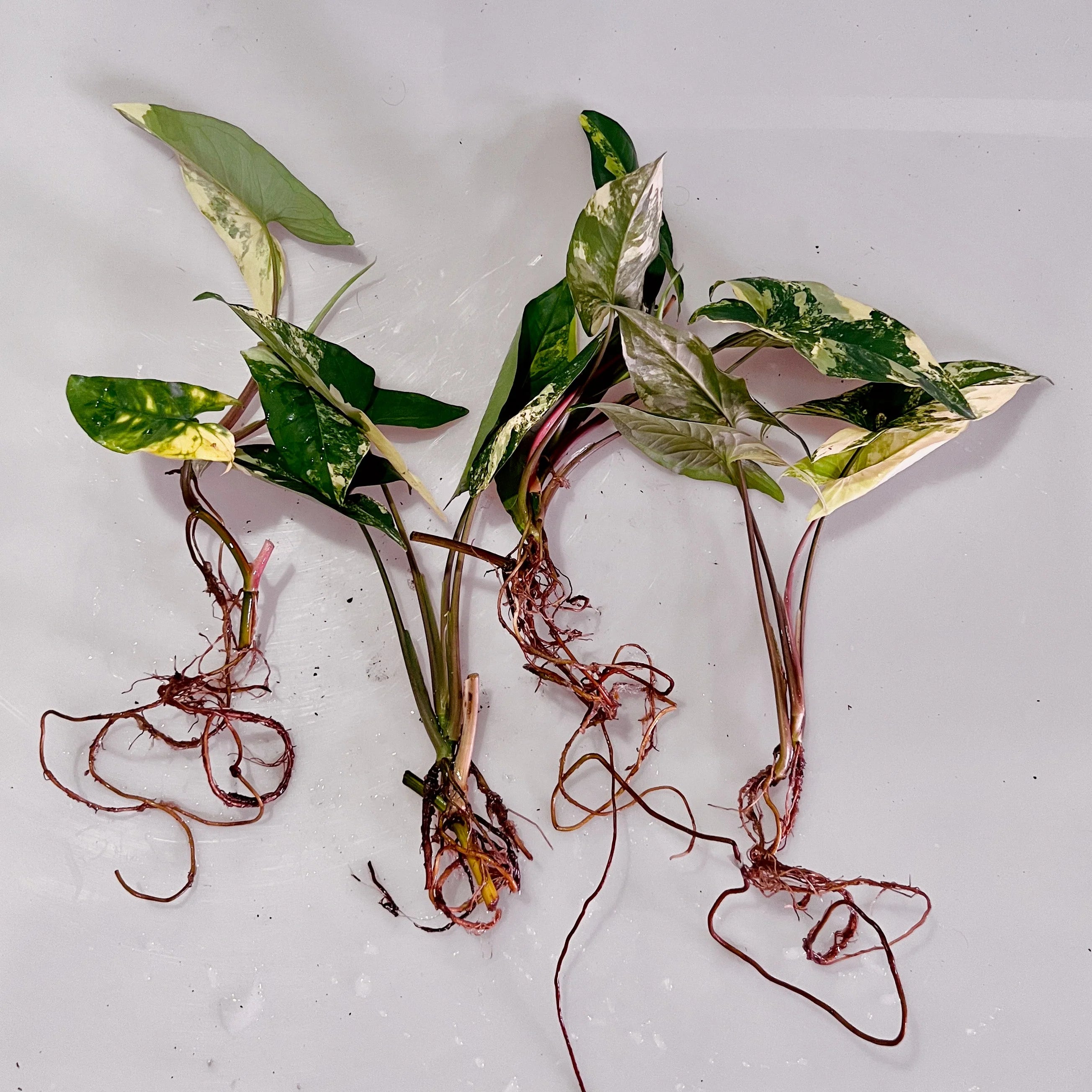 Syngonium aurea bare root plants