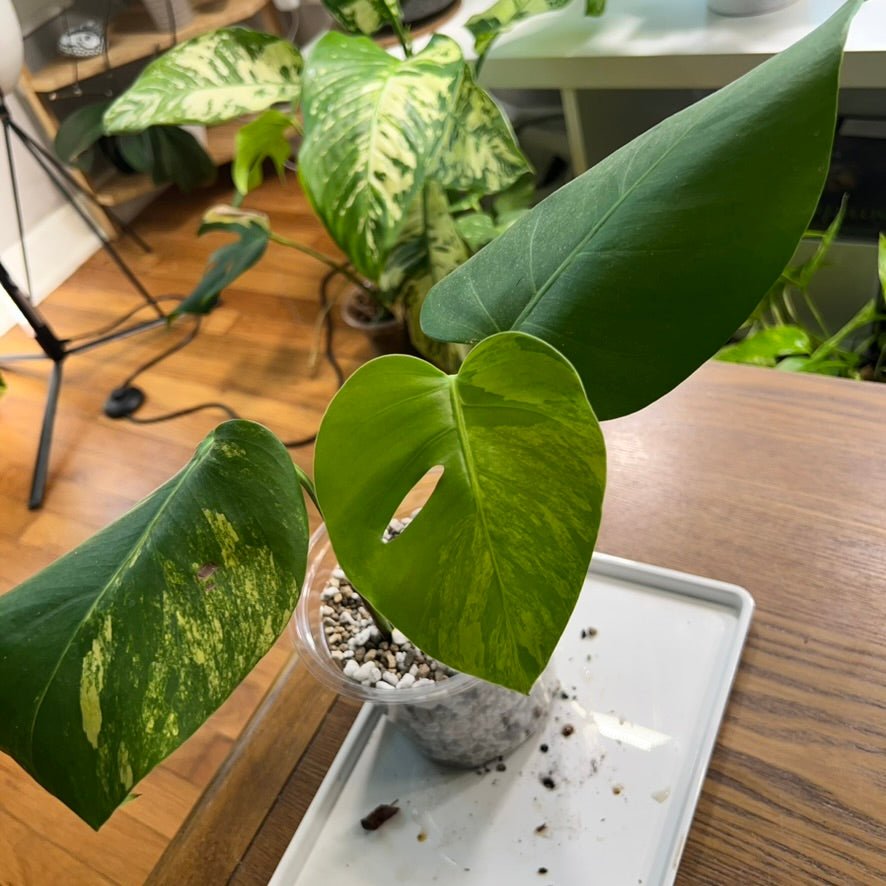 “Grace” the Monstera Aurea