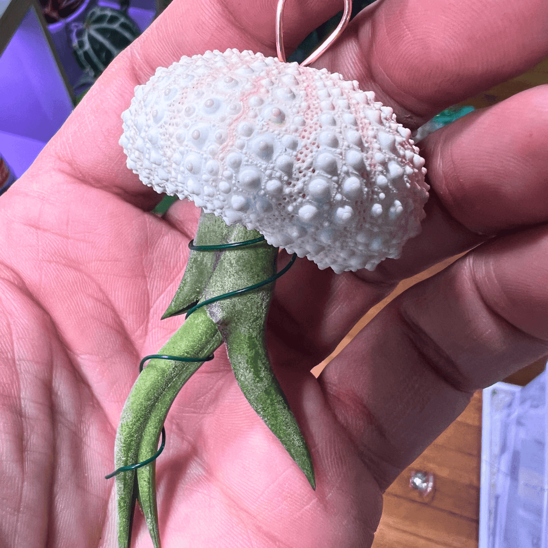 Hanging Air - Plant Jellyfish