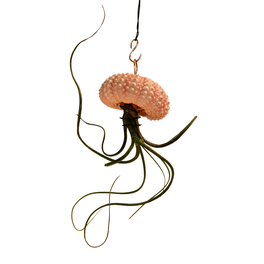 Hanging Air - Plant Jellyfish