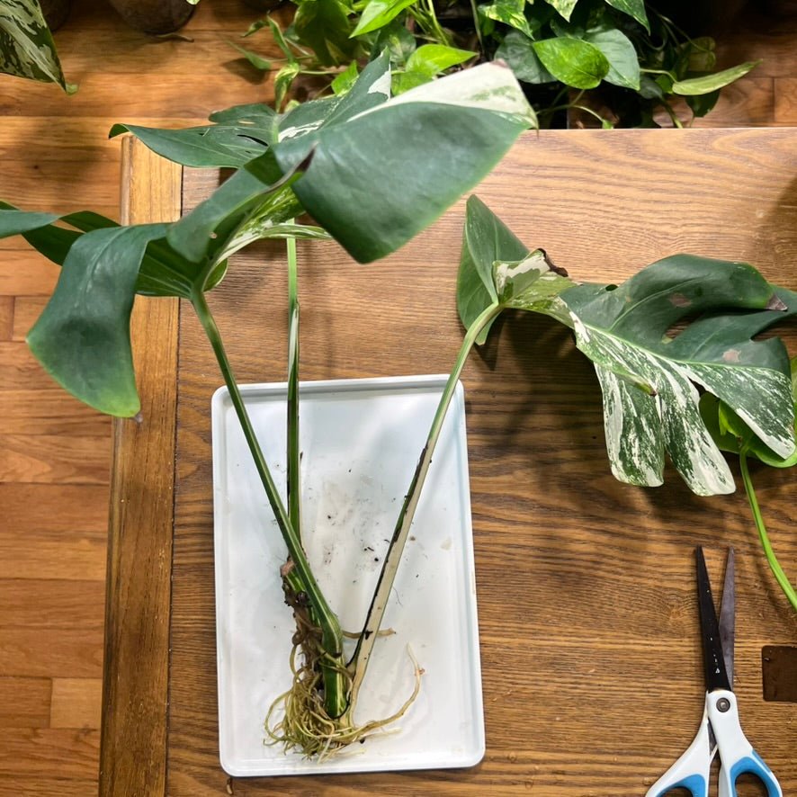 Monstera Albo Nodes