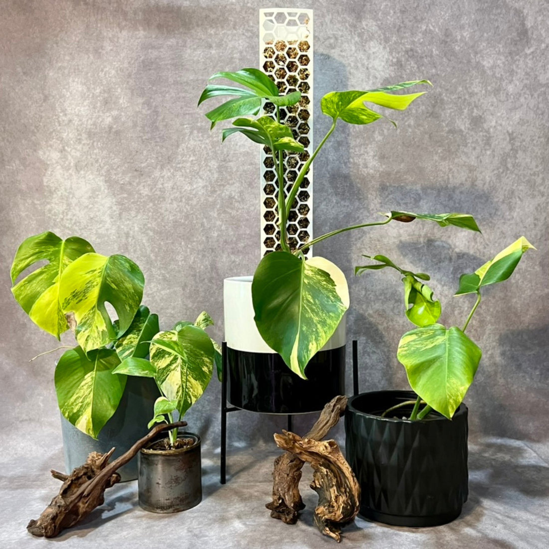 Monstera Deliciosa Aurea