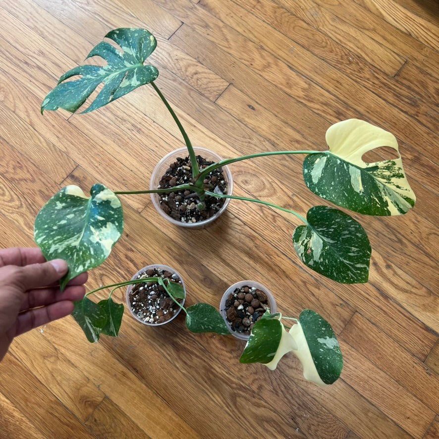 Monstera Thai Constellation - Actual Plants