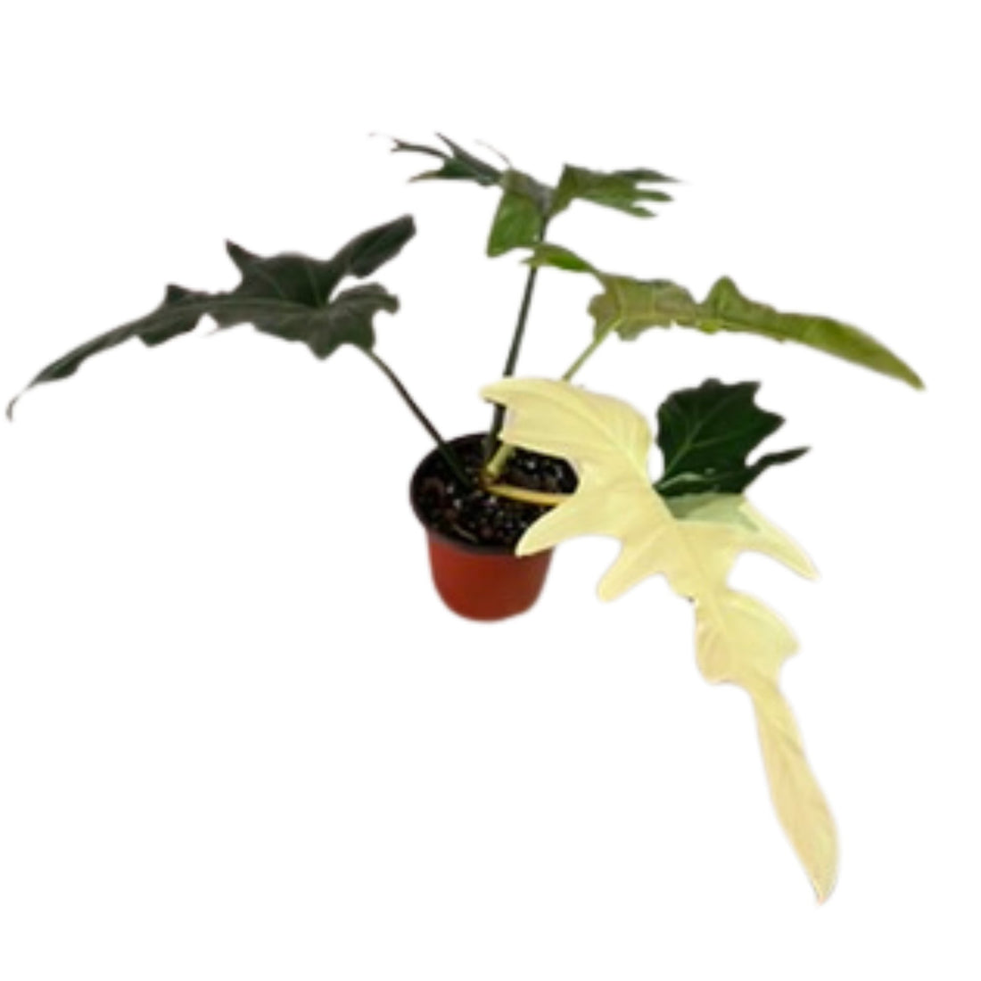 Philodendron Golden Dragon Variegated - Medium